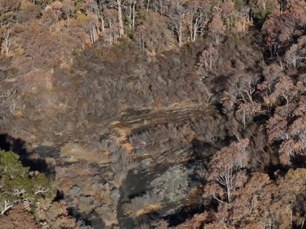 Forest collapse image