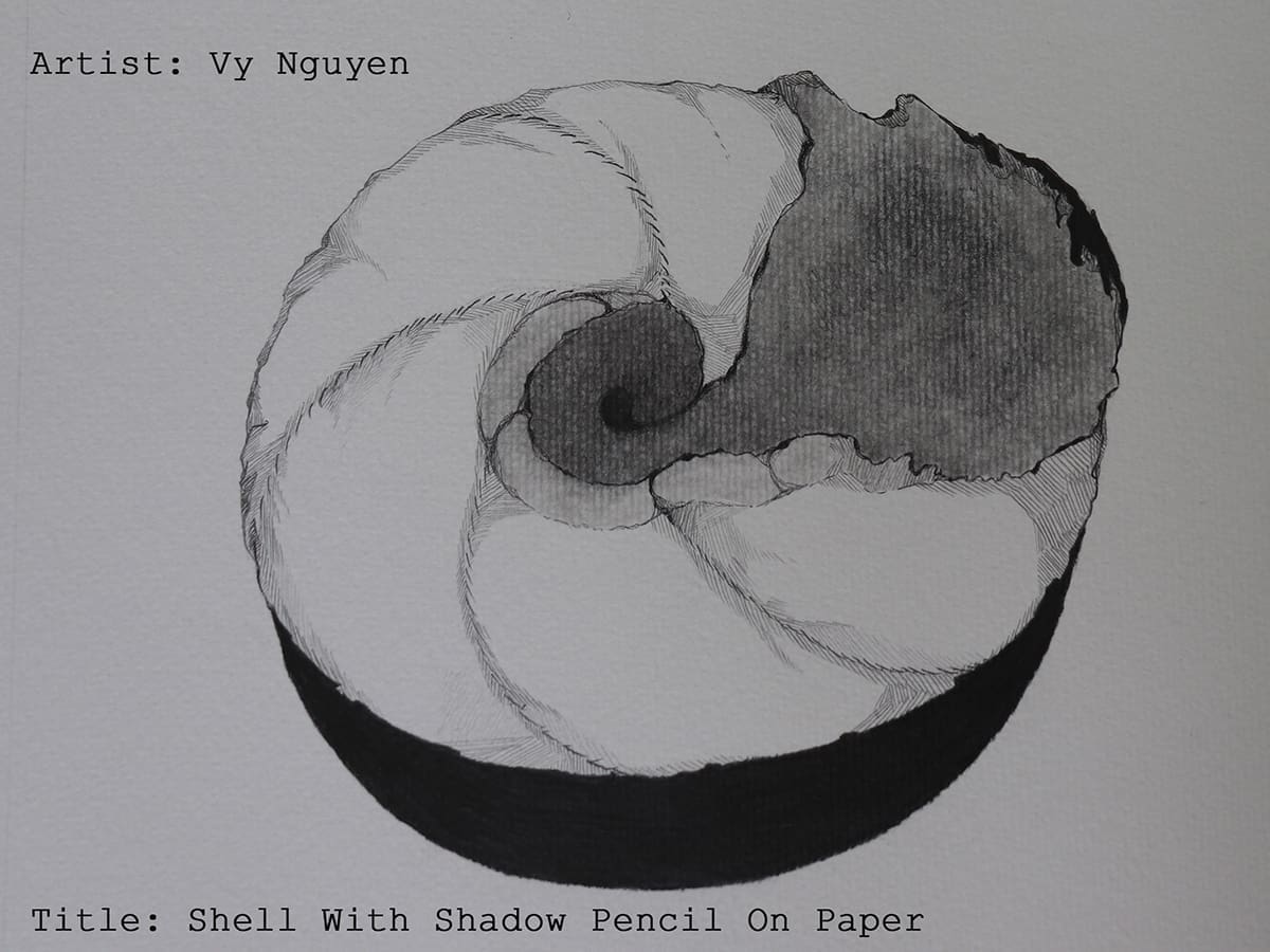 Shell with shadow pencil on paper by vy nguyen 1