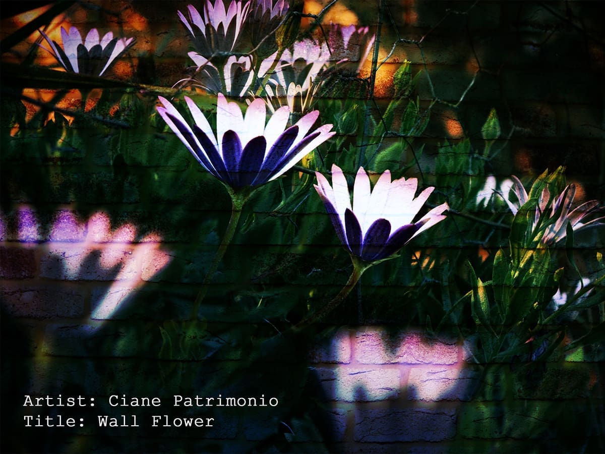Wall flower ciane patrimonio copy