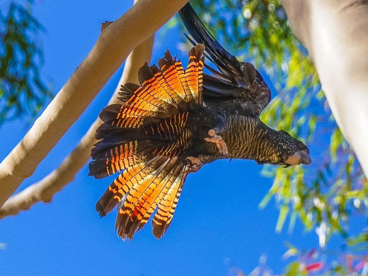 Black cockatoo