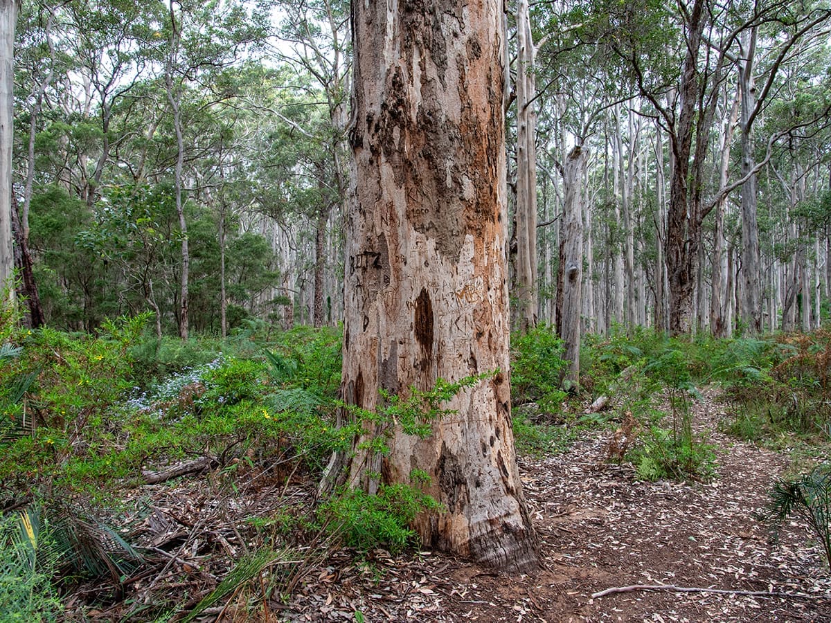 Boranup Forest