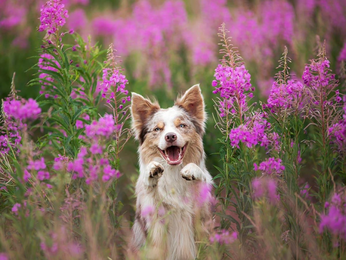 Top dog film festival 2025 1 Td25 1600x1200 1