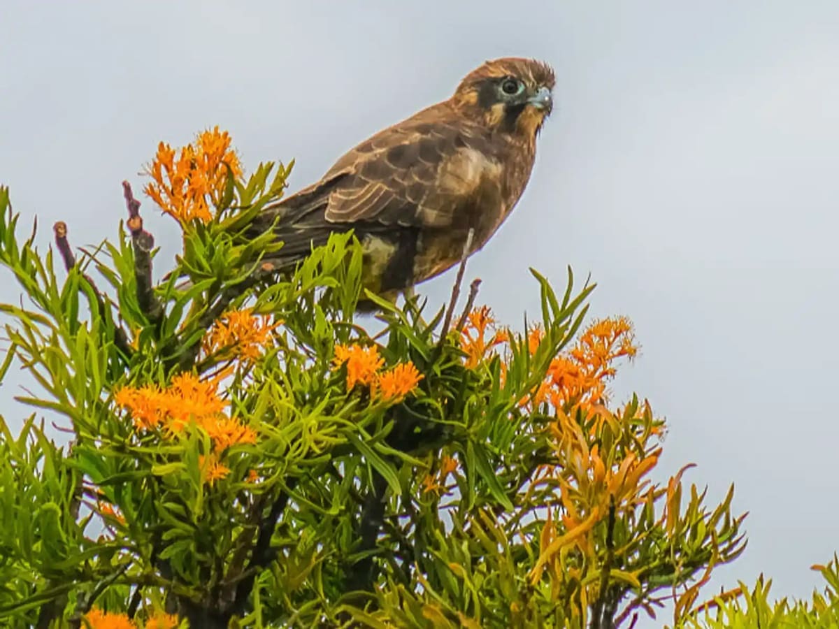 Sundowner series: the good, the bad and the ugly 1 Nature conservation margaret river