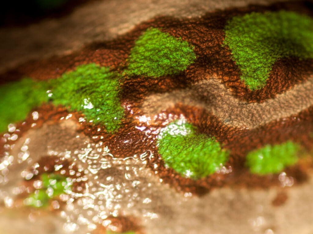 Algus 1
