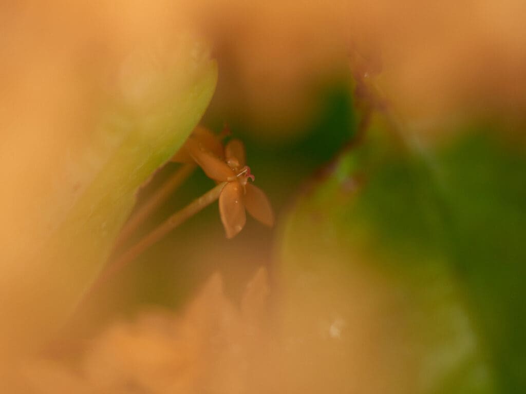 Emergence 1