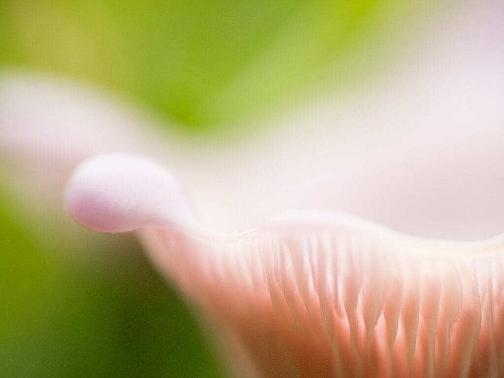 Pretty in pink 1