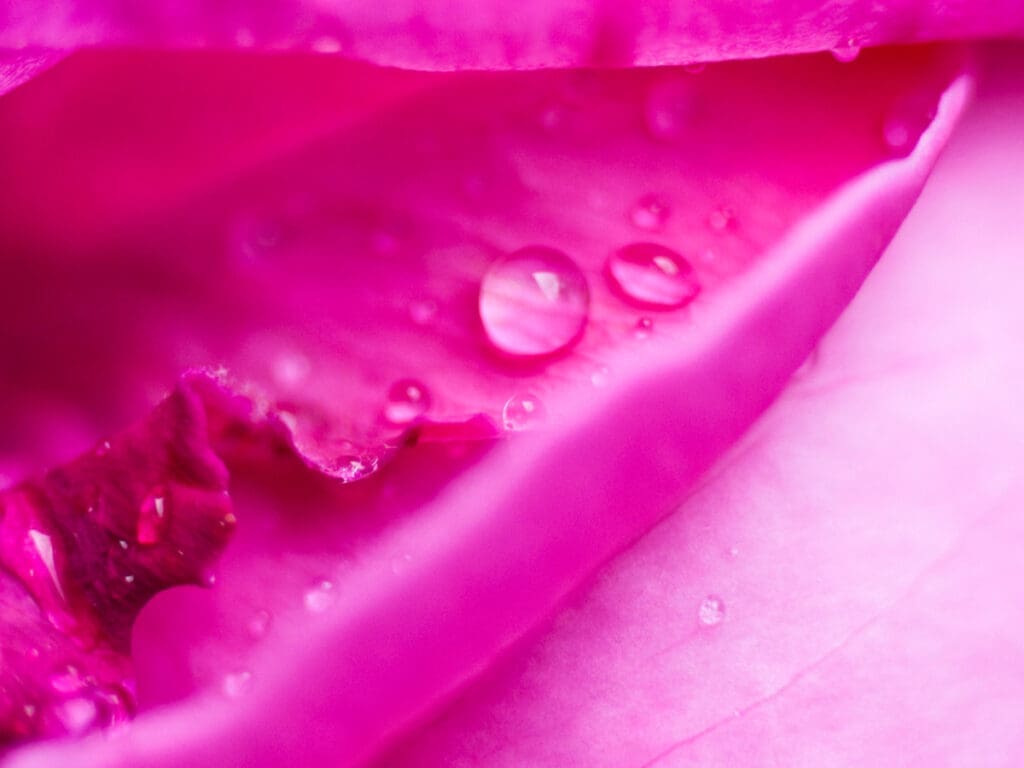 Sensualitous 1